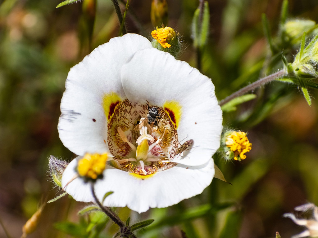 Παρενέργειες λάβδανου