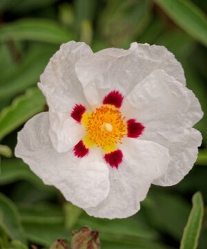 Τι είναι το λάβδανο και πώς χρησιμοποιείται