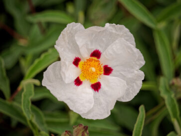 Τι είναι το λάβδανο και πώς χρησιμοποιείται